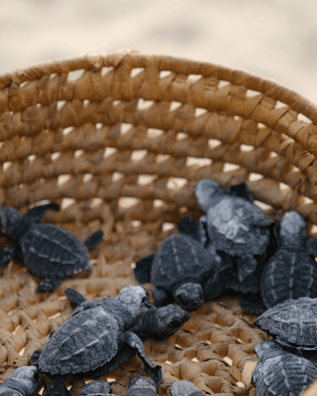 Liberación de Tortugas